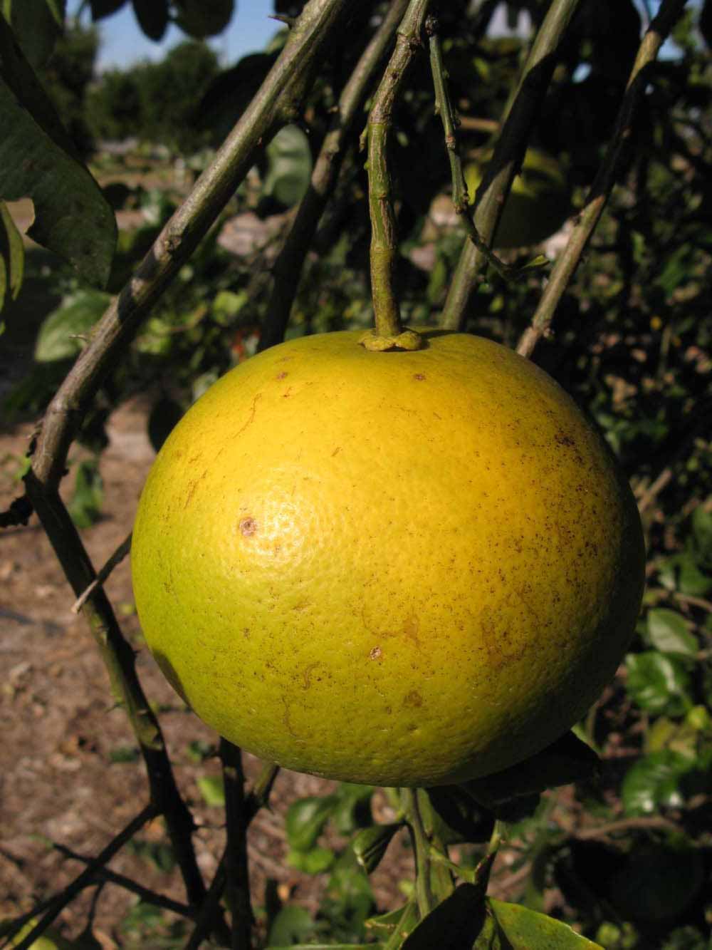              Fruit (Winter Haven, FL)       